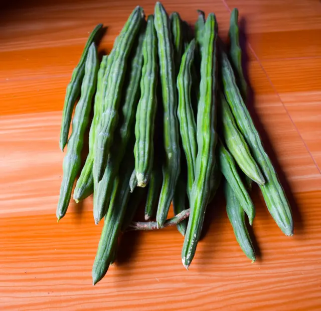 উচ্চ রক্তচাপ ও লিভারের বিভিন্ন ওষুধে সাজনার পাতা ও ফল ব্যবহার হয়।