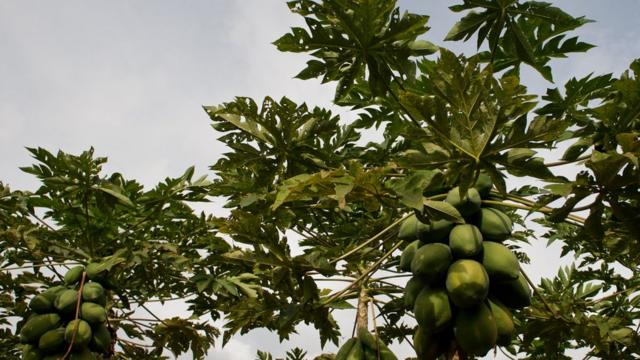 Health benefits 2024 of pawpaw leaves