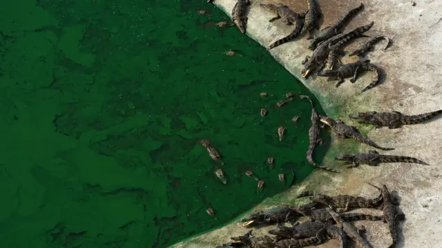 จระเข้ที่ฟาร์มศรีอยุธยา