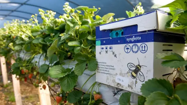 실험실에서 호박벌이 사육되고 있다