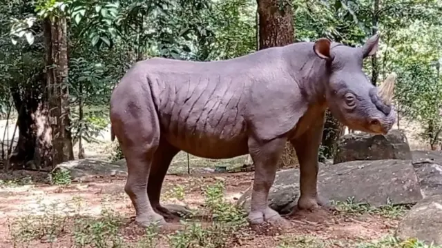 ලුණුගල, අඩාවත්ත ප්‍රදේශයේ කැණීම් වලදී රයිනෝසිරස් සතුන්ගේ හිස් කබල් දෙකක් සොයාගැනීමට හැකි වුව ද ඒවා ගොඩට ගැනීමට නොහැකි වී තිබුණි.