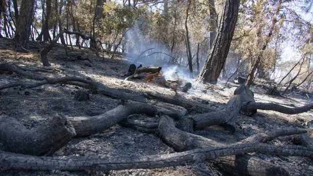 Bosque durante un incendio en Grecia
