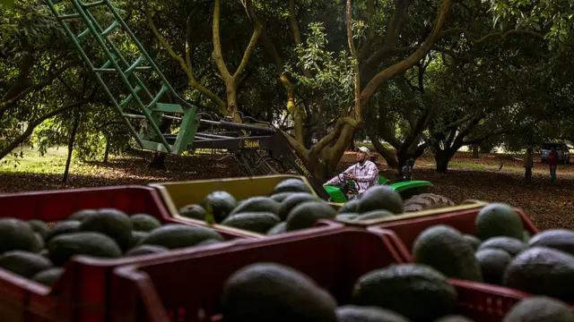 Cosecha de aguacate en Michoacán