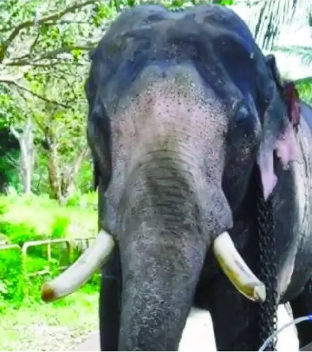 විජය රාජා