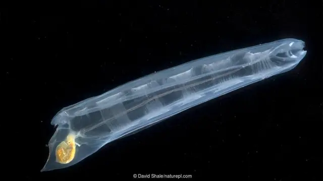 심해 외딴 살파(Iasis zonaria)