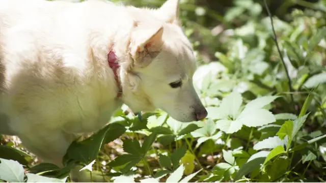 Cão farejando plantas