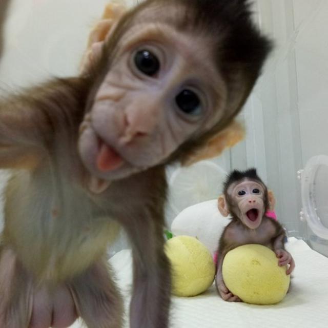 Zhong Zhong y Hua Hua, macacos clonados Foto: Academia de Ciencias de China