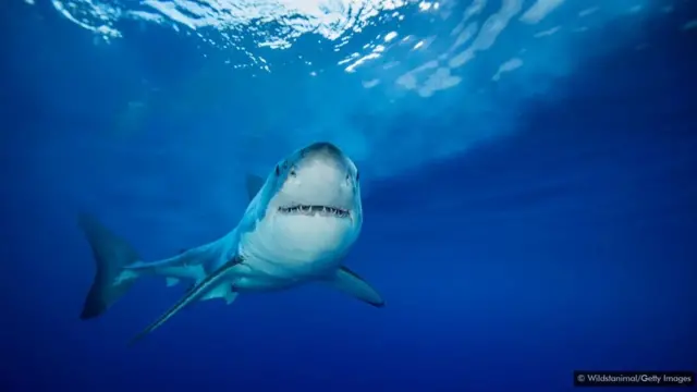 Un requin en mer