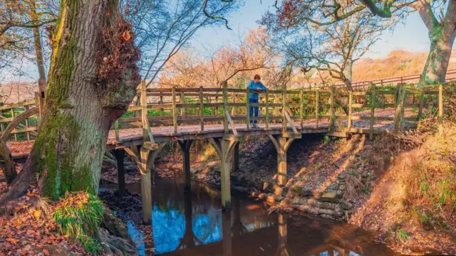 غابة آشداون