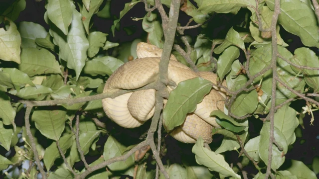 Bothrops insularis (jararaca-ilhoa, da Ilha da Queimada Grande, Itanhaém, São Paulo)