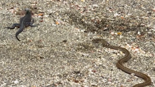 Serpiente persiguiendo a iguana