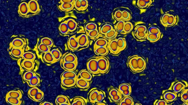 бактерії менінгіту