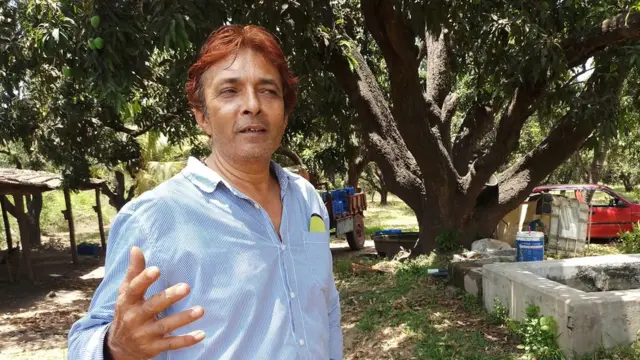 કેરીનું વૃક્ષ