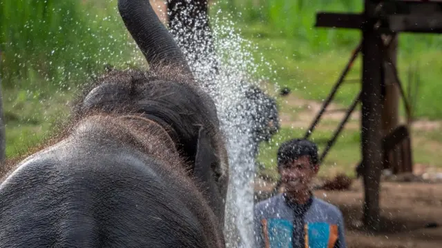 Um elefante brincando com águacomo indicar esporte da sorteSurin