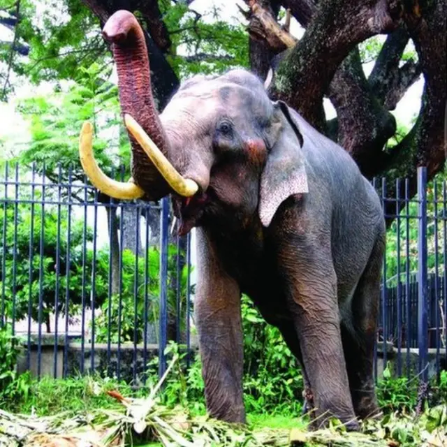 ඉන්දි රාජා