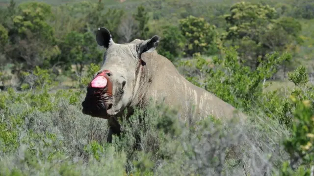 காண்டாமிருகம், புலிகளின் உறுப்புகள் விற்பனை தடையை தளர்த்துவதை ஒத்திவைத்தது சீனா