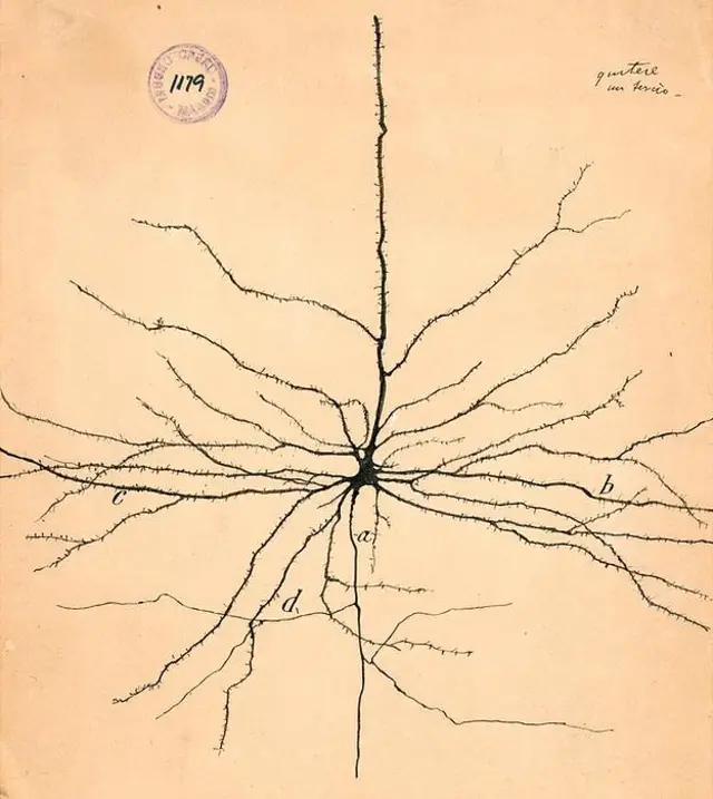La neurona piramidal de la corteza cerebral. (Del libro "The Beautiful Brain", editorial Abrams. Imagen cortesía del Instituto Cajal del Consejo Superior de Investigaciones Científicas, Madrid © 2017)