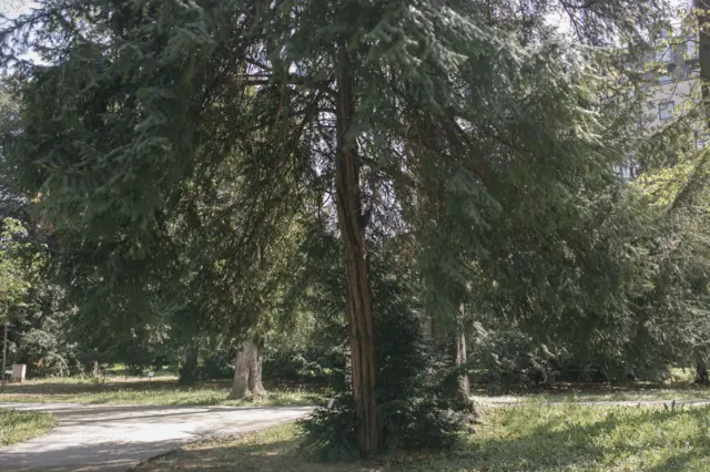 Botanička bašta, Tisovo drvo