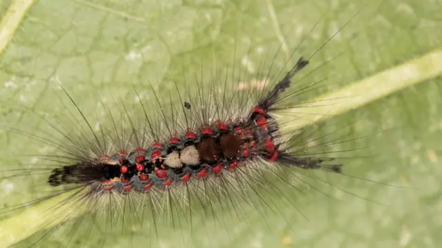 கம்பளிப்புழு