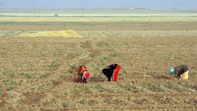 مزارعون يعملون في أحد الحقول