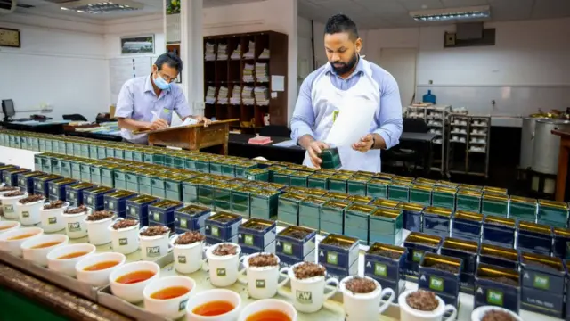 Producao de cha no Sri Lanka