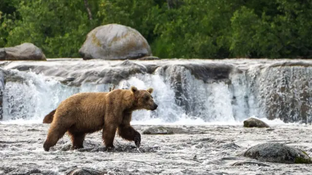 Example of a bear at the park when it is skinny