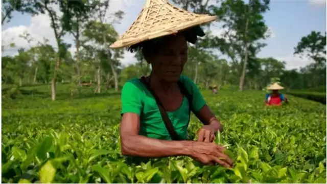 চা বাগানে প্রথম যে শ্রমিকরা কাজ করতেন, তারা সিলেটের স্থানীয় ছিলেন না। ভারতের বিভিন্ন এলাকা থেকে তারা সেখানে এসেছেন।