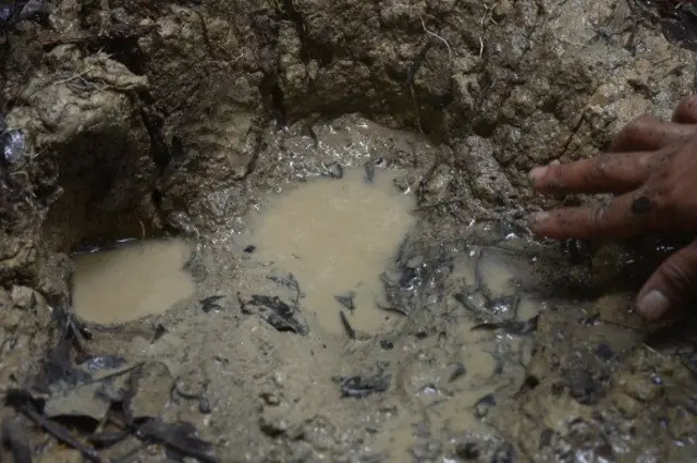 Jejak kaki badak Jawa di Taman Nasional Ujung Kulon (TNUK)