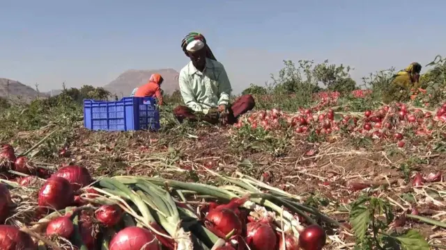 प्याज, नासिक