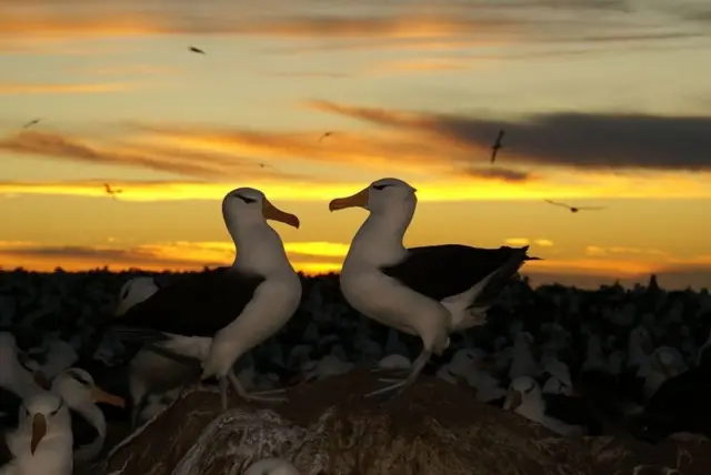 एल्बाट्रॉस