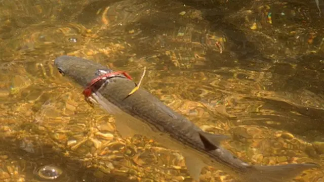 Ifi yafashwe n'igikomo ca palasitike