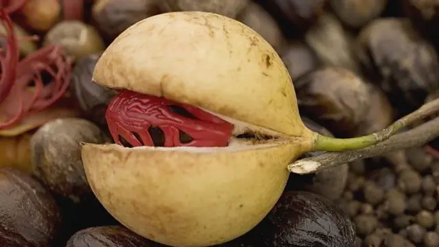 ترسناک‌ترین غذاها کدام اند؟