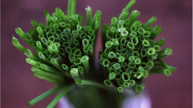 বিজ্ঞানীরা বলছেন বাংলাদেশে চাইভ হতে পারে পেঁয়াজের বিকল্প