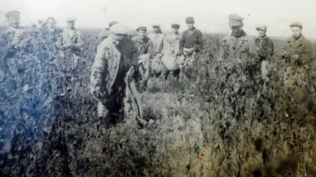 Русские крестьяне-спецпереселенцы, впервые увидевшие хлопок, на его сборке. Вахшская долина 1937 год.