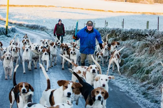 Hounds near Houston, Renfrewshire