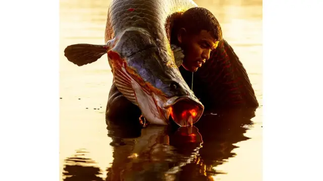 왓슨 플로레스가 세척과 살코기 바르는 작업을 위해 파이체를 카누에서 해안으로 옮기고 있다