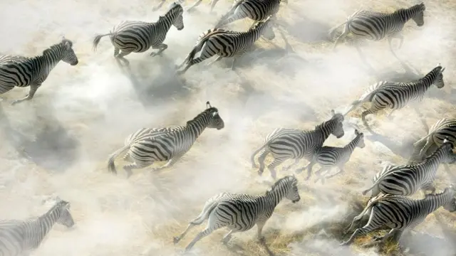 Em foto tirada desde cima, varias zebras corremsaque bet365 banco intermeio a poeira saindo do solo