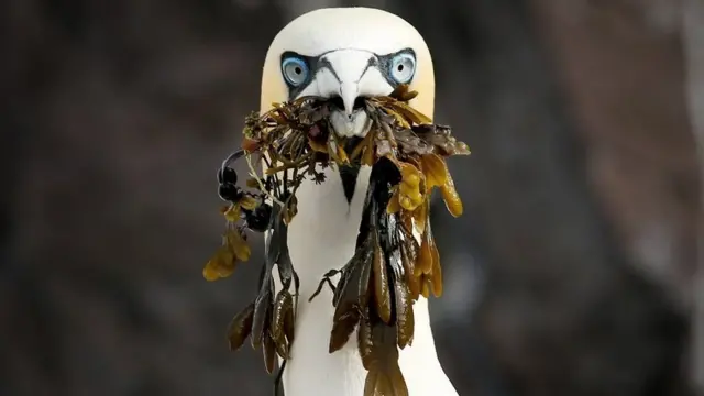 ਨਾਰਦਨ ਗੈਨਟ ਪੰਛੀ