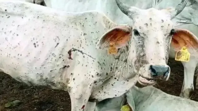 లంపీ వైరస్