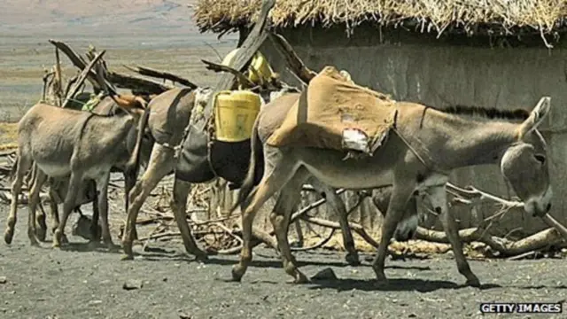 Inakadiriwa kuwa punda 410 huuawa kila siku nchini Kenya, kwa mujibu wa shirika la haki za wanyama (ANAW)