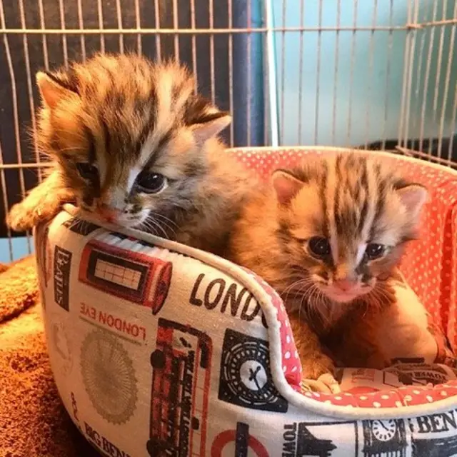 น้องปุย และน้องฝ้าย