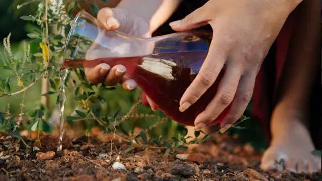 Imagem mostra mulher regando planta com sangueroleta crazy timemenstruação. Ritual é conhecido como Plantar a Lua