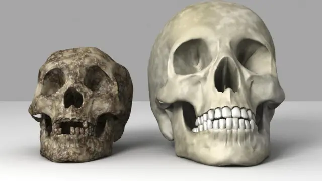 модель черепа "человека флоресского"