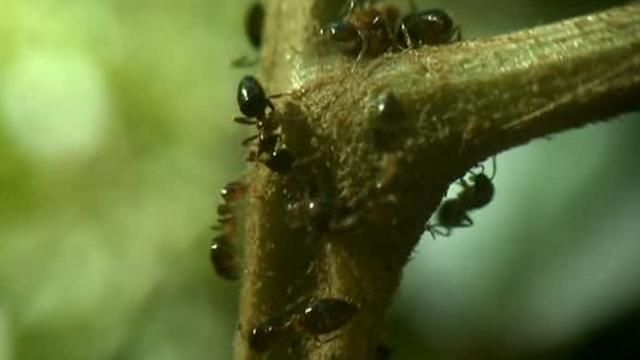 Hormigas mordiendo la planta