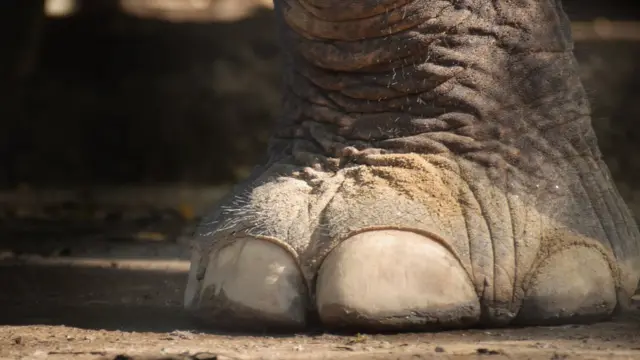 வனப்பகுதிகளில் வீசப்படும் பாட்டில்களால் வன விலங்குகள் காயம்