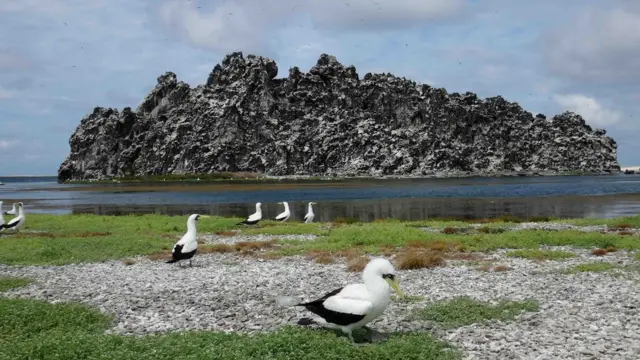 Imagen de la roca volcánica de la Isla de Clipperton. Foto tomada en 2016 por el investigador Enrique Ballesteros.