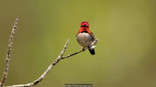 A bee hummingbird (Mellisuga helenae), temporarily between meals