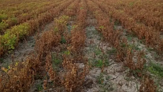 ખેતર