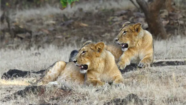 ગીરના સિંહની તસવીર