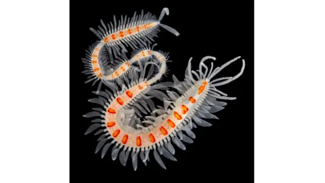 "Червь-поезд" (Myrianida pinnigera)